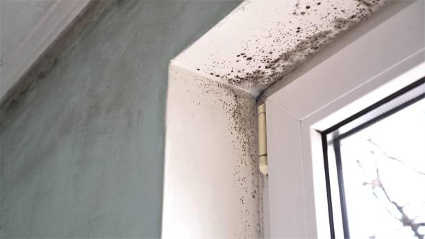Best Bathroom Mold Remediation in North Terre Haute, IN