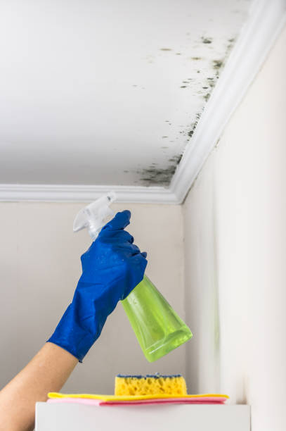 Best Insurance-Related Mold Remediation in North Terre Haute, IN